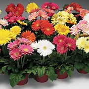 Гербера в горшках 1 литр.