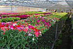 Тюльпаны к 8 марта в Самаре  от производителя по оптовым ценам. Рассада цветов от производителя по оптовым ценам.